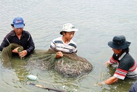 Kl99kl phiên bản hoạt động nông nghiệp nặng gánh rủi ro